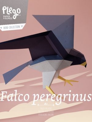 Falco Peregrinus