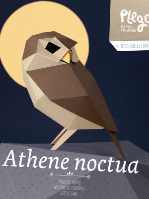 Athene Noctua
